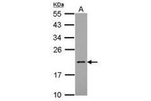 Image no. 1 for anti-Mitochondrial Ribosomal Protein L21 (MRPL21) (AA 20-205) antibody (ABIN1499559) (MRPL21 Antikörper  (AA 20-205))