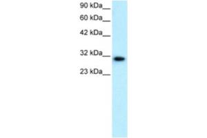 Western Blotting (WB) image for anti-D Site of Albumin Promoter (Albumin D-Box) Binding Protein (DBP) antibody (ABIN2460392) (DBP Antikörper)