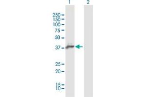 Western Blot analysis of AIM2 expression in transfected 293T cell line by AIM2 MaxPab polyclonal antibody. (AIM2 Antikörper  (AA 1-343))