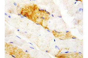 Immunohistochemical staining of paraffin-embedded rat skeletal muscle tissue section with CA3 polyclonal antibody . (CA3 Antikörper  (N-Term))