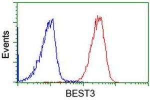Image no. 2 for anti-Bestrophin 3 (BEST3) antibody (ABIN1501731)