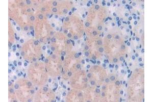 Detection of UCHL4 in Mouse Kidney Tissue using Polyclonal Antibody to Ubiquitin Carboxyl Terminal Hydrolase L4 (UCHL4) (UCHL4 Antikörper  (AA 2-233))