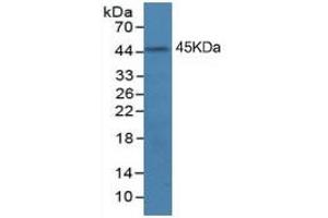 Western Blotting (WB) image for Indoleamine 2,3-Dioxygenase (IDO) ELISA Kit (ABIN6574282)