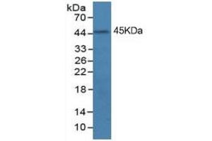 Mouse Capture antibody from the kit in WB with Positive Control: A431 cell lysate. (IDO ELISA Kit)