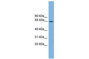 Image no. 1 for anti-TATA Box Binding Protein (TBP)-Associated Factor, RNA Polymerase I, B, 63kDa (TAF1B) (AA 351-400) antibody (ABIN6744597)