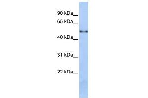WB Suggested Anti-NOVA1 Antibody Titration:  0. (NOVA1 Antikörper  (Middle Region))