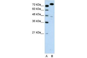 MCM3 antibody used at 0. (MCM3 Antikörper  (C-Term))