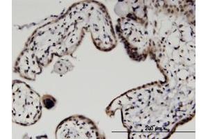 Image no. 1 for anti-Histone H2B Type 2-E (HIST2H2BE) (AA 36-127) antibody (ABIN599474) (HIST2H2BE Antikörper  (AA 36-127))