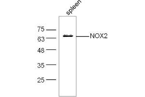 Mouse spleen lysates probed with NOX2/gp91phox Polyclonal Antibody, unconjugated  at 1:300 overnight at 4°C followed by a conjugated secondary antibody at 1:10000 for 60 minutes at 37°C. (CYBB Antikörper  (AA 501-570))