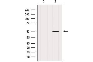Western blot analysis of extracts from MCF7, using CHRNA10 Antibody. (CHRNA10 Antikörper  (C-Term))