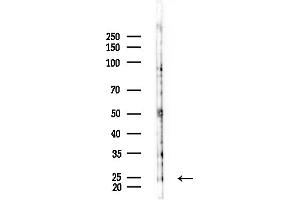 Western blot analysis of lysates from Mouse testis, using FXN Antibody at 1/1000 dilution.