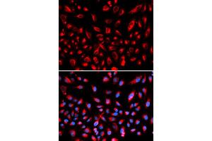 Immunofluorescence (IF) image for anti-Claudin 11 (CLDN11) antibody (ABIN1871890) (Claudin 11 Antikörper)