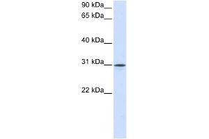 Neuroplastin antibody used at 1 ug/ml to detect target protein. (NPTN Antikörper  (Middle Region))