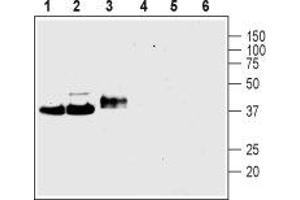 Western blot analysis of rat brain membranes (lanes 1 and 4), mouse brain membranes (lanes 2 and 5) and rat PC12 pheochromocytoma cell line lysate (lanes 3 and 6):1-3. (Synaptophysin (SYP) Peptid)