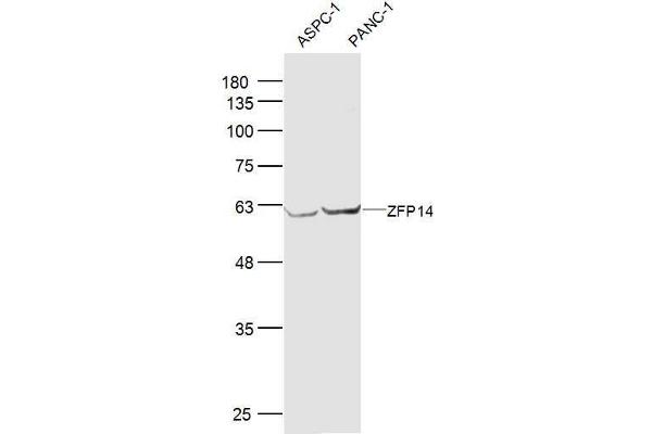 ZFP14 Antikörper  (AA 121-220)