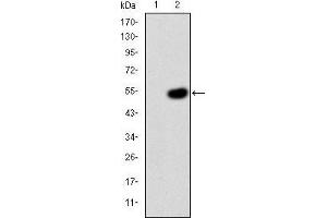 Western blot analysis using CRK mAb against HEK293 (1) and CRK(AA: 1-204)-hIgGFc transfected HEK293 (2) cell lysate. (Crk Antikörper)