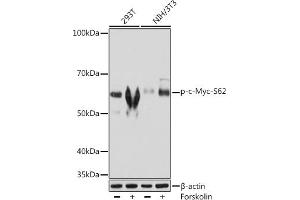 Western blot analysis of extracts of various cell lines, using Phospho-c-Myc-S62 Rabbit mAb (ABIN7268713) at 1:1000 dilution. (c-MYC Antikörper  (pSer62))