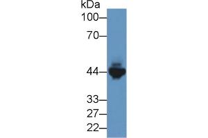 Western Blot; Sample: Mouse Heart lysate; ;Primary Ab: 2µg/ml Rabbit Anti-Human CKM Antibody;Second Ab: 0. (CKM Antikörper  (AA 11-367))