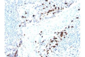 Formalin-fixed, paraffin-embedded human tonsil stained with IgA Recombinant Mouse Monoclonal Antibody (rHISA43). (Rekombinanter IGHA1 & IGHA2 Antikörper)
