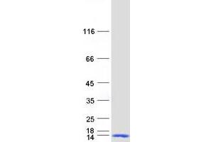 Western Blotting (WB) image for Dynein, Light Chain, LC8-Type 2 (DYNLL2) protein (Myc-DYKDDDDK Tag) (ABIN2719880)