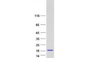 Lectin, Galactoside-Binding, Soluble, 14 (LGALS14) (Transcript Variant 1) protein (Myc-DYKDDDDK Tag)