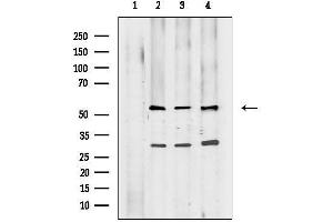 anti-Programmed Cell Death 7 (PDCD7) (C-Term) antibody