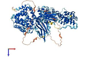 alpha Adaptin Protein (AA 1-977) (His tag)