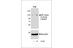 Western blot analysis of lysates from Raji cell line, untreated or treated with CoCl2(0. (HIF1A Antikörper  (AA 519-547))