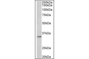 Staining of A549 lysate (35µg protein in RIPA buffer) using Spondin-2 antibody at 1 µg/ml. (SPON2 Antikörper  (Internal Region))
