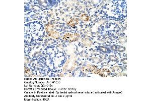 Rabbit Anti-RBM4B Antibody  Paraffin Embedded Tissue: Human Kidney Cellular Data: Epithelial cells of renal tubule Antibody Concentration: 4. (RBM4B Antikörper  (C-Term))