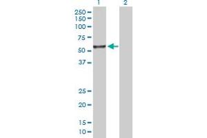 Western Blot analysis of ITFG2 expression in transfected 293T cell line by ITFG2 MaxPab polyclonal antibody. (ITFG2 Antikörper  (AA 1-447))