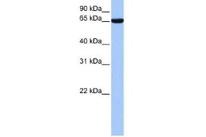 Zinc Finger Protein 891 (ZNF891) (N-Term) Antikörper