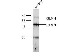MCF-7 lysates probed with Anti-FK506 binding protein associated protein Polyclonal Antibody, Unconjugated  at 1:5000 90min in 37˚C. (GLMN Antikörper  (AA 151-250))