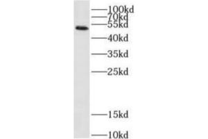 2019 nCOV N protein were subjected to SDS-PAGE followed by western blot with ABIN6952769 (anti- 2019 nCOV N protein Monoclonal antibody) at dilution of 1 μg/mL
