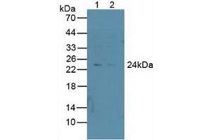 Figure. (PSMD10 Antikörper  (AA 1-226))