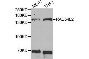 Western blot analysis of extracts of various cell lines, using RAD54L2 antibody (ABIN5973621) at 1/1000 dilution. (ARIP4 Antikörper)