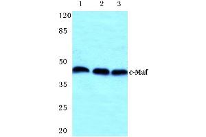 Western blot (WB) analysis of c-Maf antibody at 1/500 dilution (MAF Antikörper)