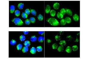 Catalase antibody used at a dilution of 1:100 to detect mouse macrophages. (Catalase Antikörper  (Middle Region))