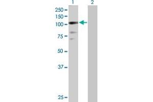 Western Blot analysis of ZNF274 expression in transfected 293T cell line by ZNF274 MaxPab polyclonal antibody. (ZNF274 Antikörper  (AA 1-653))