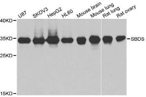 Western blot analysis of extracts of various cell lines, using SBDS antibody. (SBDS Antikörper  (AA 1-250))