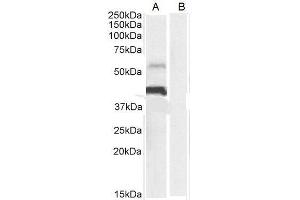 ABIN185339 (0. (PD-L1 Antikörper  (C-Term))