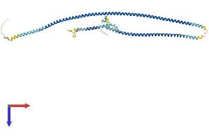 CCDC65 Protein (AA 1-493) (His tag)