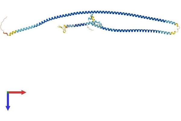 CCDC65 Protein (AA 1-493) (His tag)