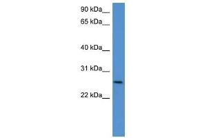 Chodl antibody used at 0.