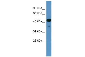 WB Suggested Anti-Fa2h Antibody Titration:  0. (FA2H Antikörper  (C-Term))