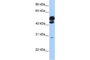 Western Blotting (WB) image for anti-Kinesin Light Chain 3 (KLC3) antibody (ABIN2459662) (KLC3 Antikörper)