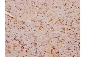 IHC image of ABIN7152895 diluted at 1:200 and staining in paraffin-embedded human skeletal muscle tissue performed on a Leica BondTM system. (FNDC5 Antikörper  (AA 113-127))