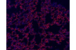 Immunofluorescence analysis of paraffin-embedded mouse lung using CD54 Polyclonal Antibody at dilution of 1:300. (ICAM1 Antikörper)