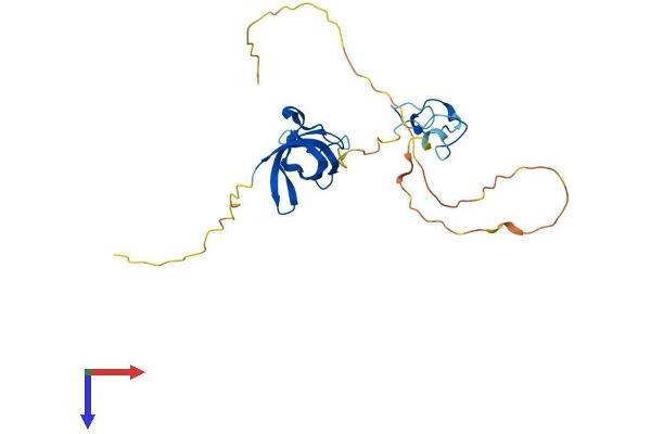 LIN28B Protein (AA 1-250) (His tag)