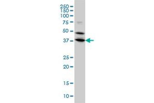 BPNT1 antibody  (AA 1-100)